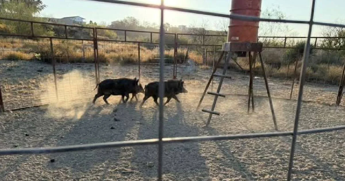 Los animales salvajes han sido vistos con mayor frecuencia