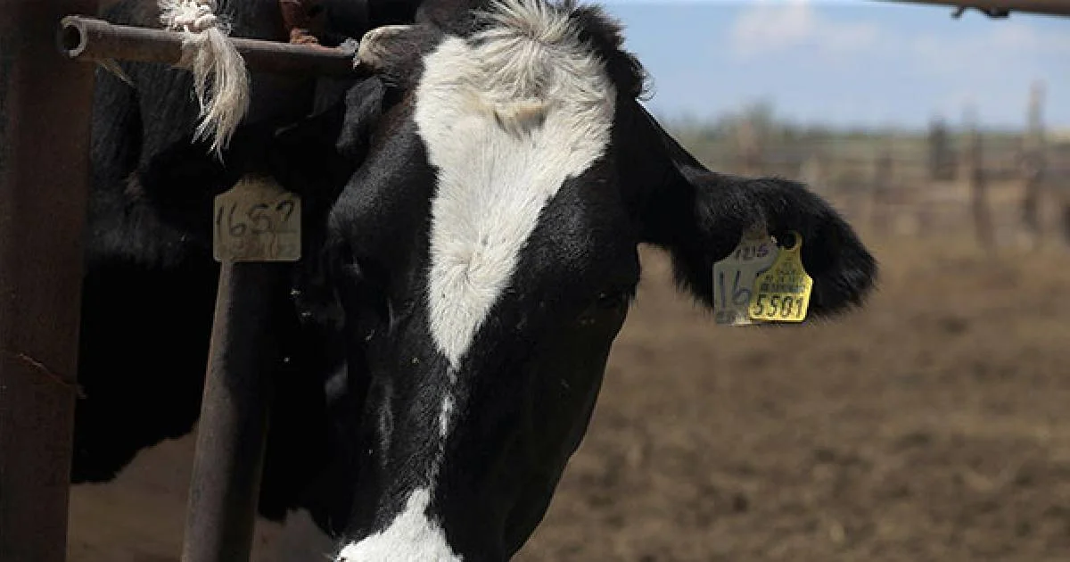 Casos acumulados de gusano barrenador en México aumentaron a 118 en una semana