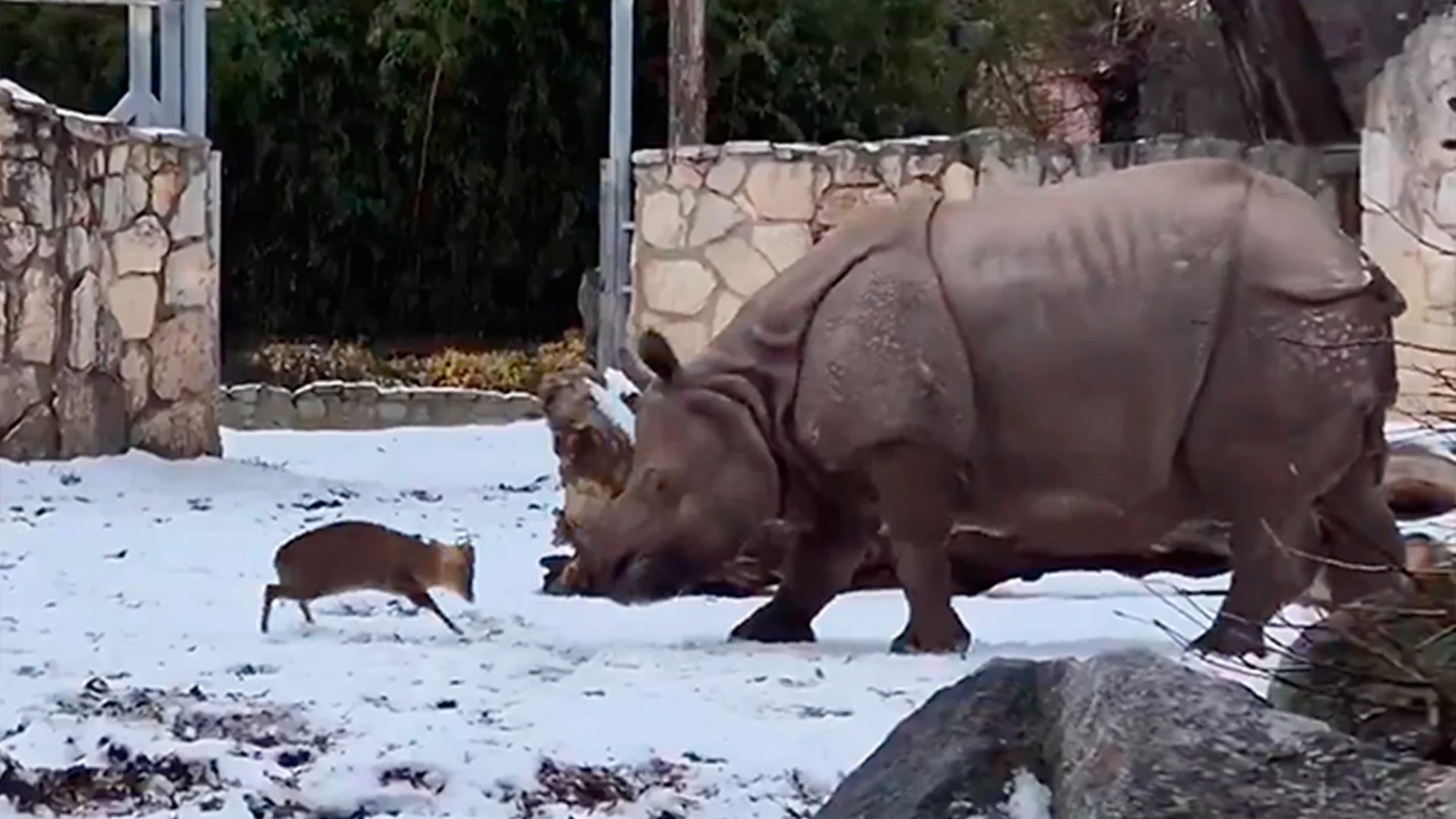 Pequeño ciervo enfrenta a un rinoceronte de 1.7 toneladas en zoológico de Breslavia y se vuelve viral