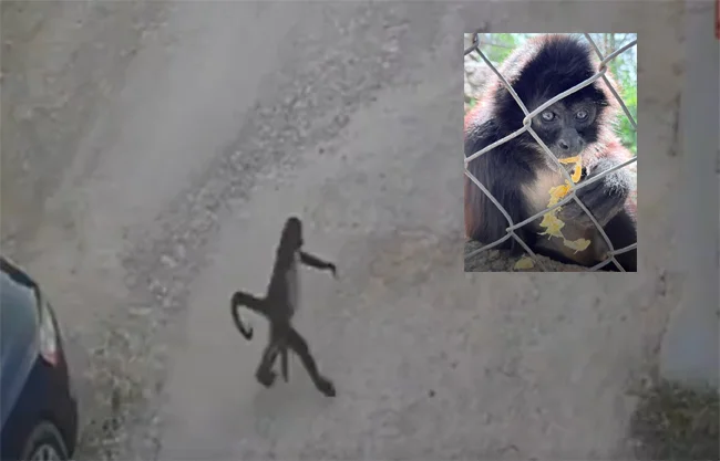 Mono ataca a mujer en Comitán; dueña huyó y evadió responsabilidad