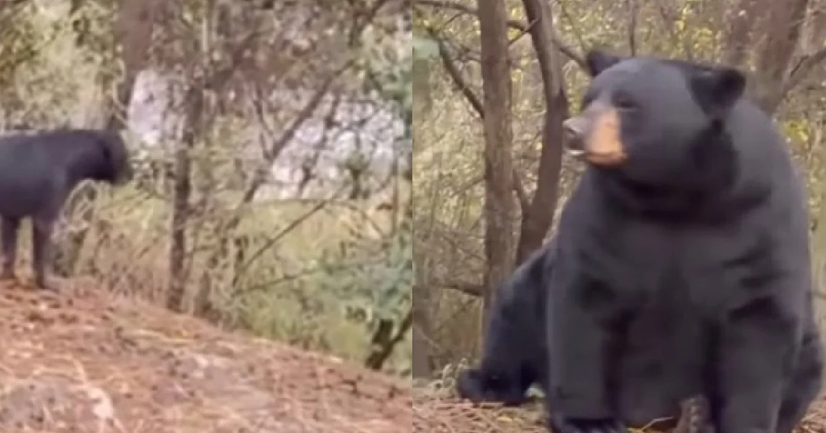 Se ‘enfrenta’ perro a oso negro en el sur de Monterrey