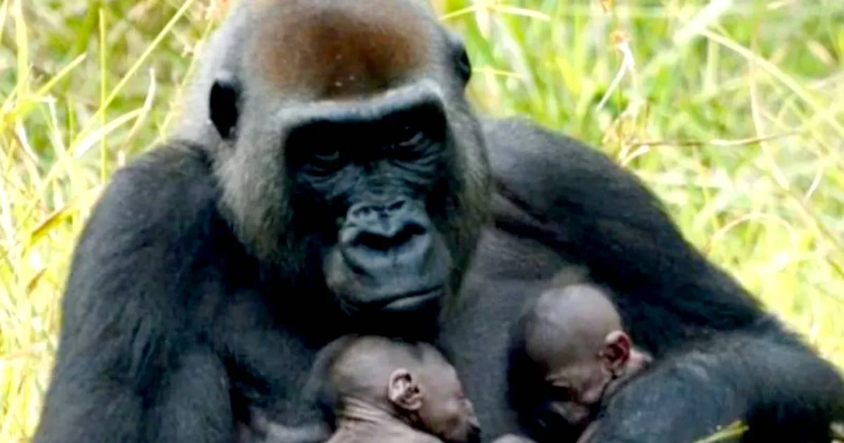 Nacen gorilas gemelos de especie en peligro de extinción en el Congo