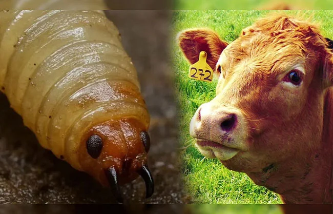 Las alertas se prendieron en el Gobierno de Coahuila con el primer caso en Nuevo León, y otros tres en Tamaulipas al iniciar el 2026.