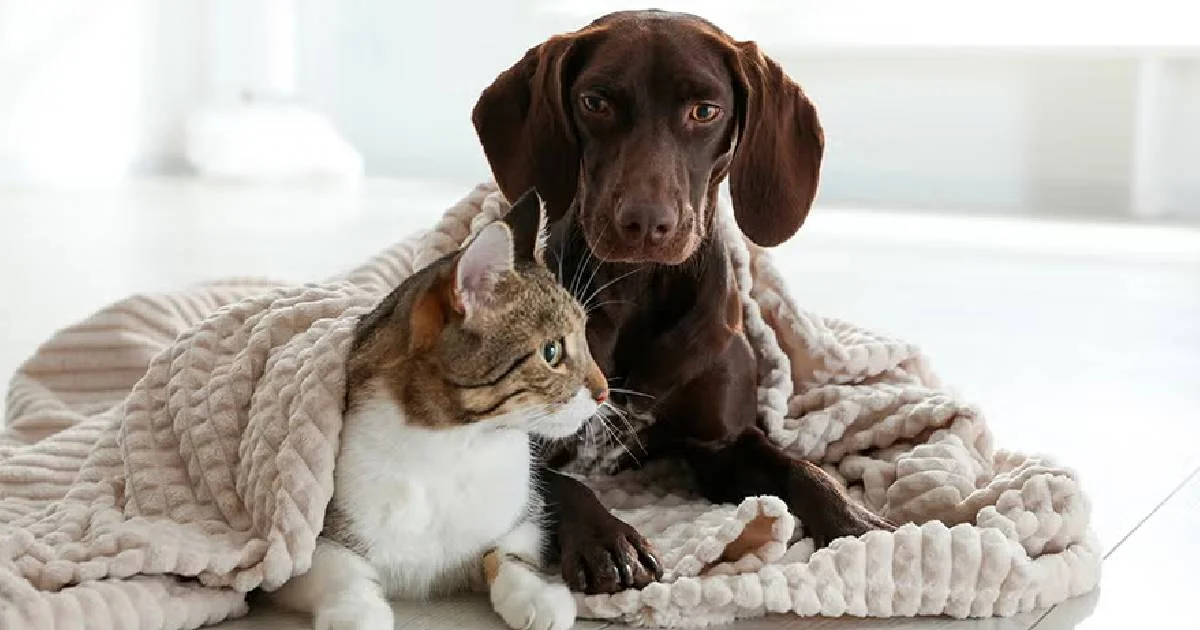 Saltillo refuerza protección animal: dejar perros expuestos al frío es maltrato