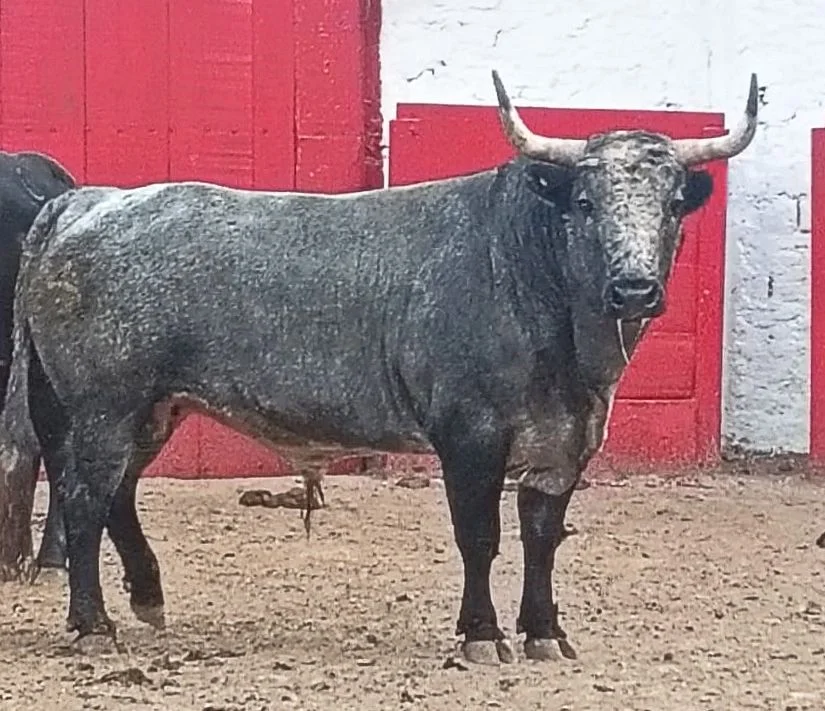 Serán pasaportados por Sergio Flores, Juan Ortega y Héctor Gutiérrez