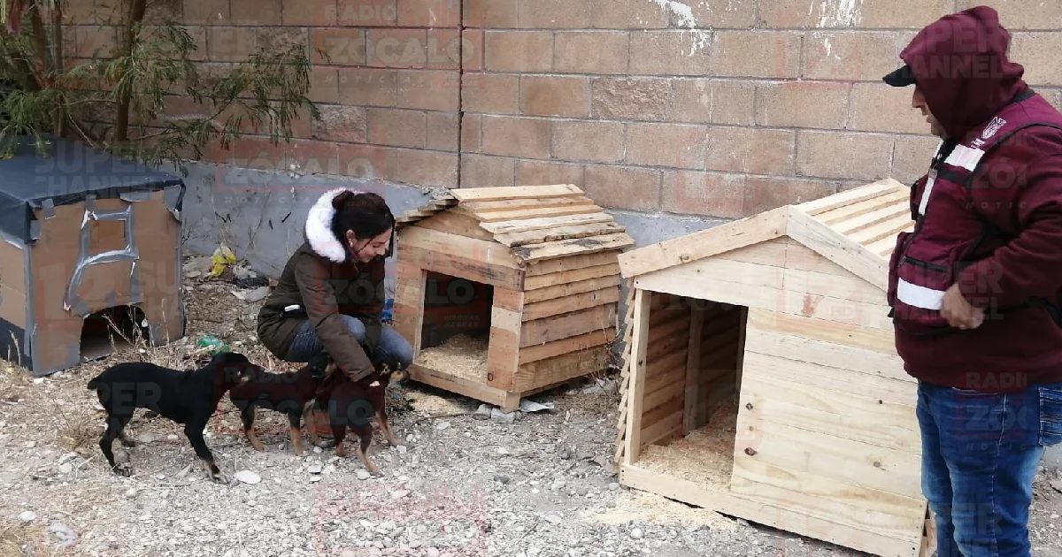 Rescatan camada de cachorros en operativo de bienestar animal; ciudadanía puede apoyar con donaciones.