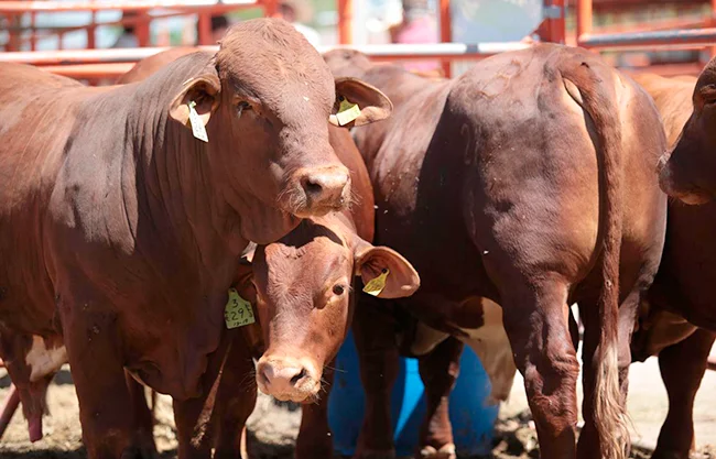 Coahuila atiende alerta sanitaria por riesgo de gusano barrenador