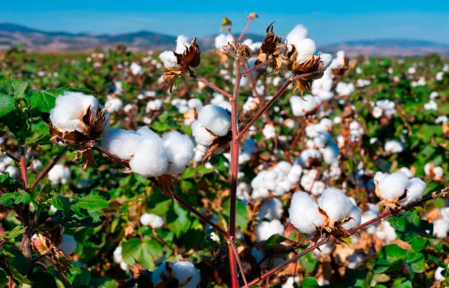 Caería 49% producción de algodón en México; ‘erosiona’ Asia rentabilidad