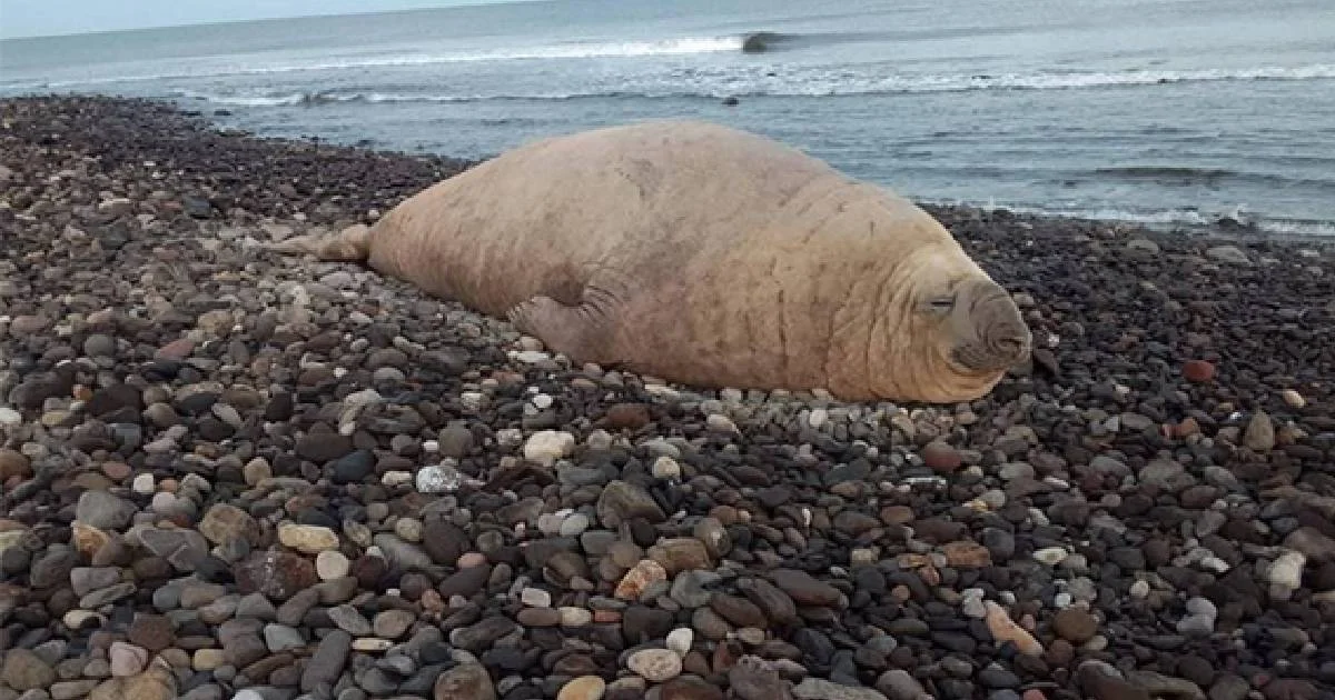 El mamífero fue avistado en Los Ayala, Compostela; piden a turistas no acercarse y reportar cualquier avistamiento de fauna marina.