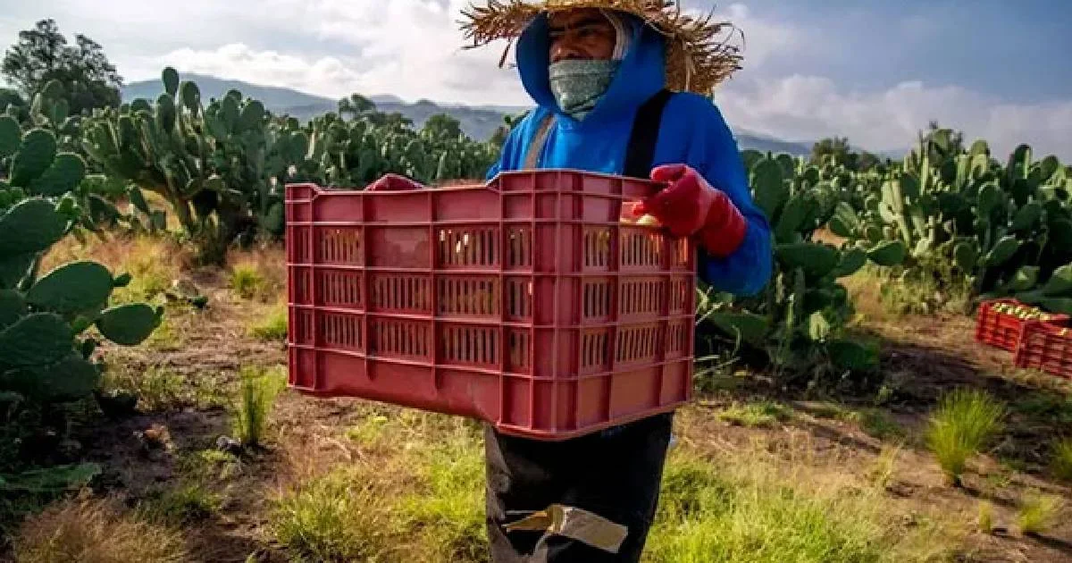 Economía mexicana cerró 2025 ‘con el pie derecho’; PIB creció 0.8%, estima Inegi