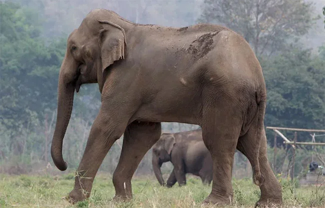 Muere un turista en Tailandia al ser atacado por un elefante salvaje