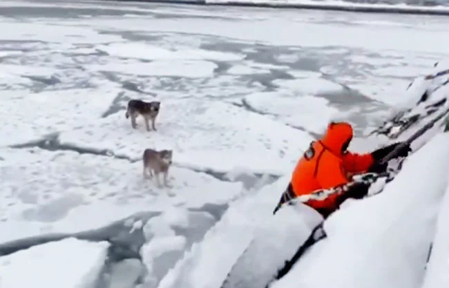 Rescatan a dos perros que flotaban a la deriva sobre un témpano de hielo en Rusia