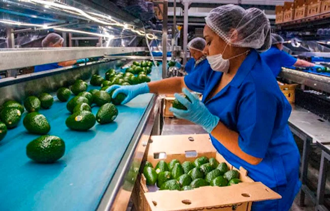 El aguacate se ha convertido en uno de los actores protagonistas del mayor evento deportivo estadunidense, el Super Bowl.