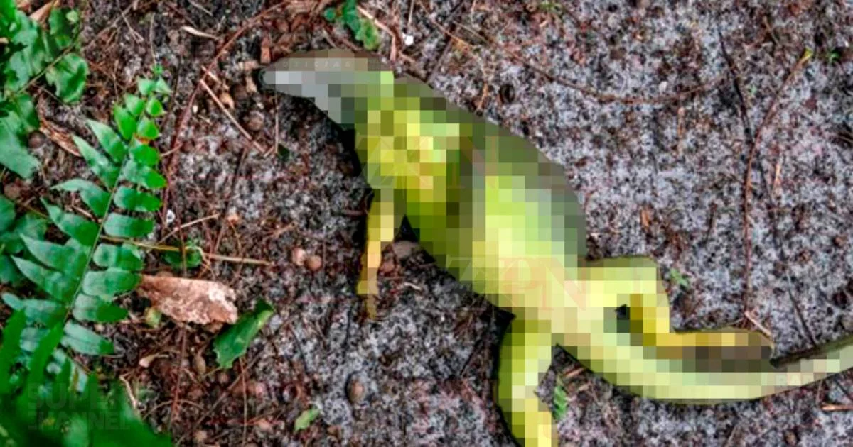 Florida vive insólita lluvia de iguanas congeladas; habitantes pueden sacrificarlas