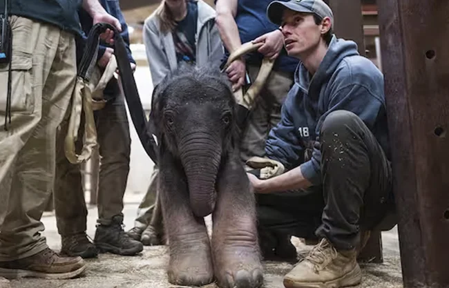 Washington registra un nacimiento histórico de elefante asiático en peligro de extinción