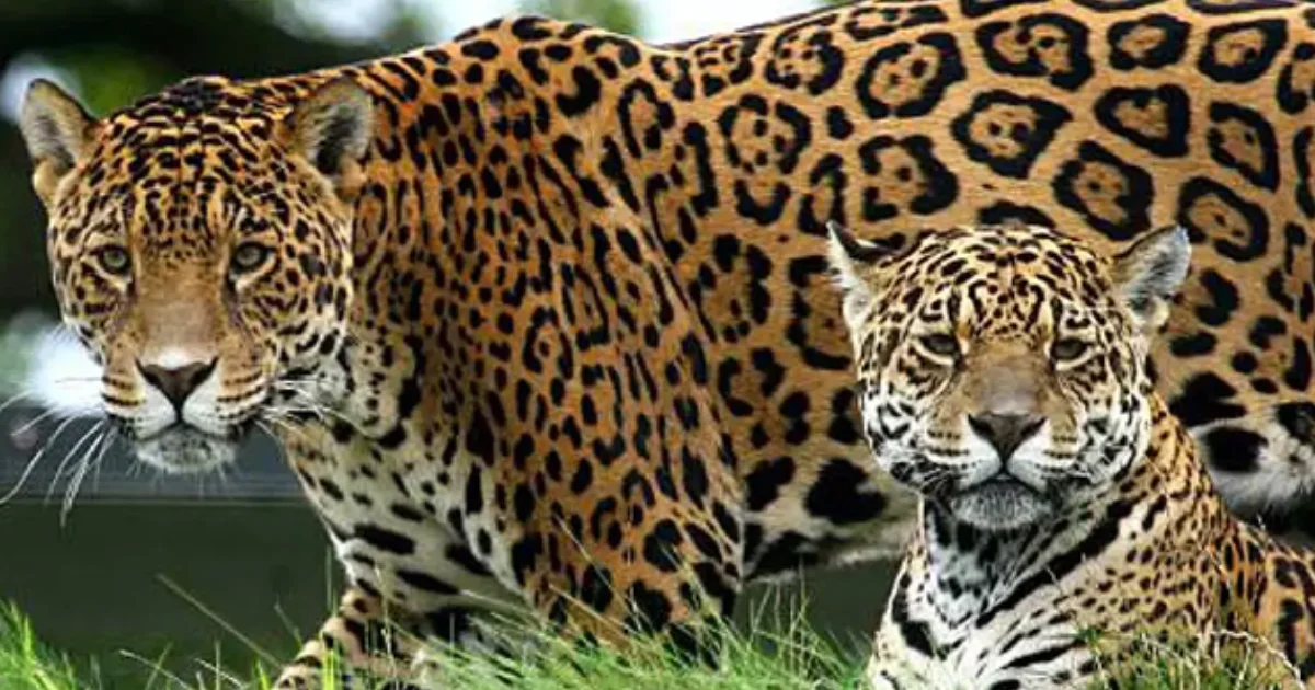 VIDEO | ¡Paseo casual! Captan la presencia de dos jaguares en la carretera rumbo a la zona arqueológica de Calakmul