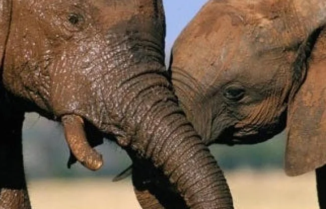 Indonesia prohíbe los paseos en elefante y marca un precedente en Asia