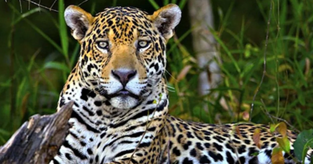 La Semarnat busca la conservación de los ecosistemas donde habita el jaguar y la promoción de una coexistencia entre humano-felino.