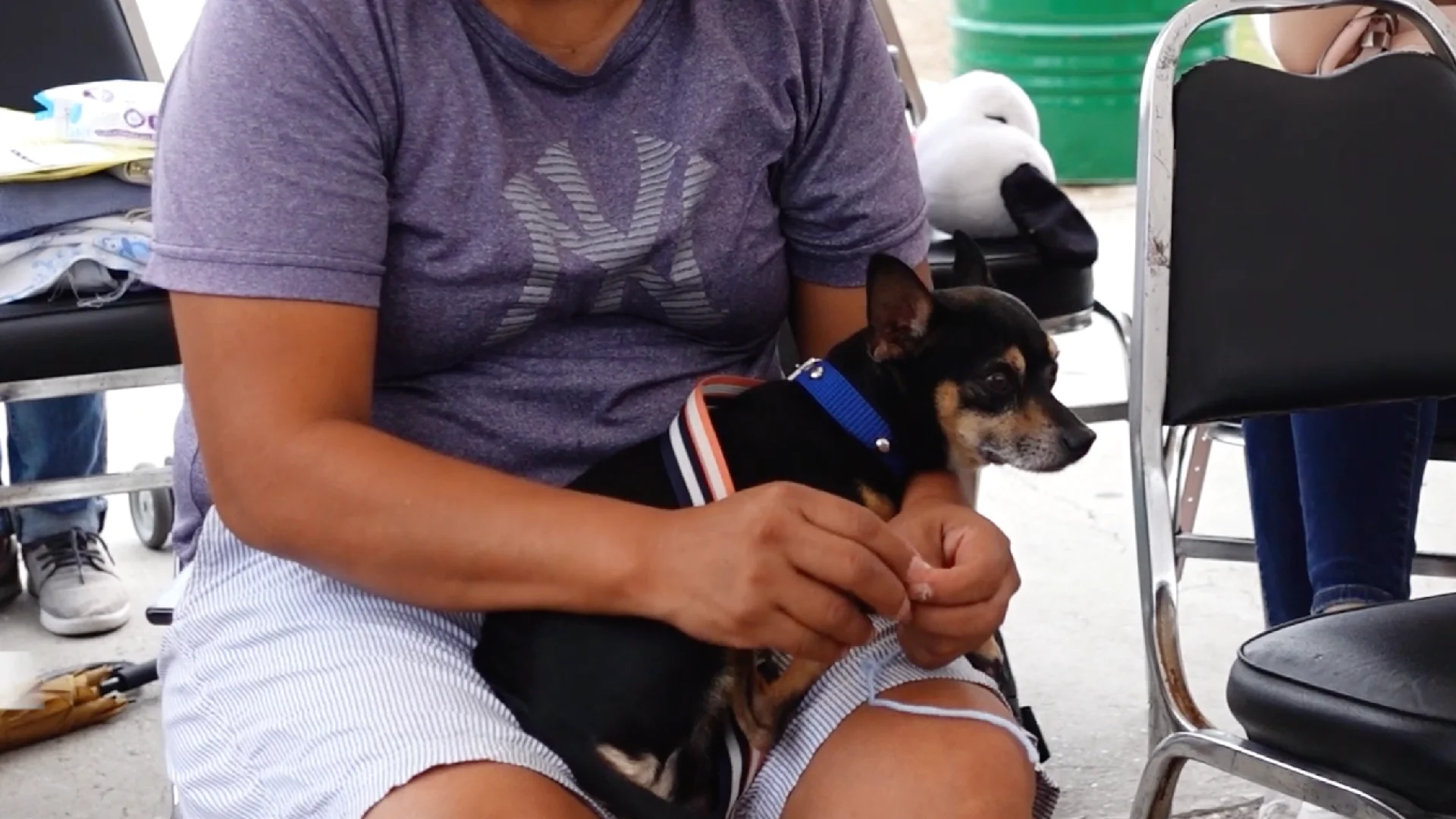 Bienestar Animal no ofrece tratamiento para Parvovirus, Distemper y TVT ante alto costo de estos servicios