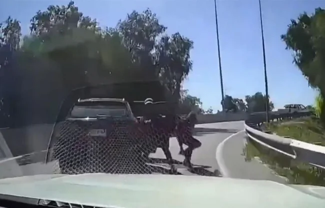 Un conductor logró frustrar un asalto en una carretera de Chile tras embestir a un ladrón que intentó cerrarle el paso; el hecho quedó en video