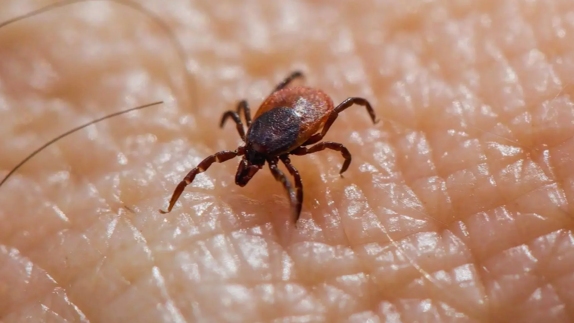 Si un perro no está desparasitado contra la garrapata, es factible que el vector entre a la casa y pueda provocar la picadura de las personas