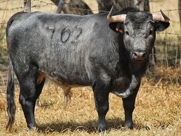 Materia prima para "La Novillada Monumental"