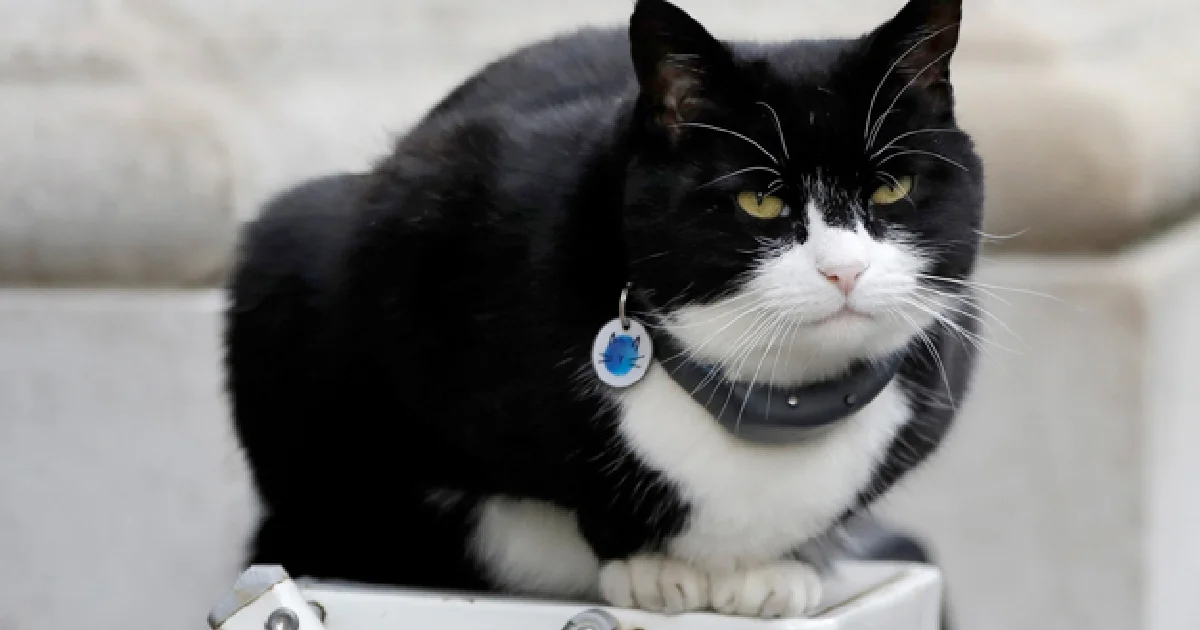 ‘Adiós Palmy’: Murió Palmerston, el memorable gato del Ministerio de Asuntos Exteriores británico