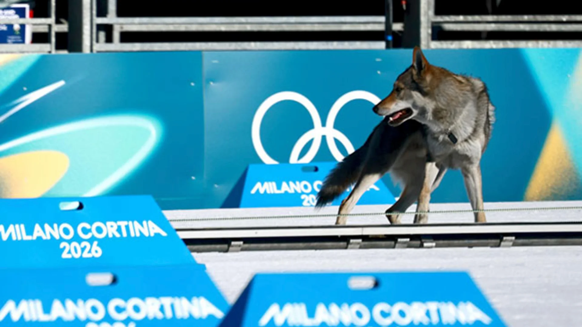 El animal accedió al circuito tras burlar el dispositivo de seguridad y recorrió parte del trazado como si se tratara de un participante más.
