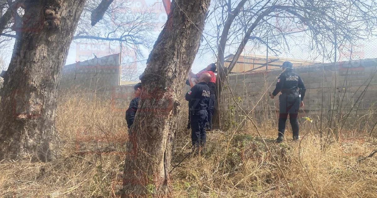 Mujer escala nogal y es detenida en Villa de Fuente