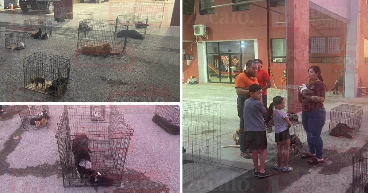 Central de Bomberos impulsa adopciones; 56 mascotas ya tienen hogar este 2026