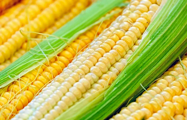 Invertirá Estados Unidos 40 mdd en mejoramiento del maíz