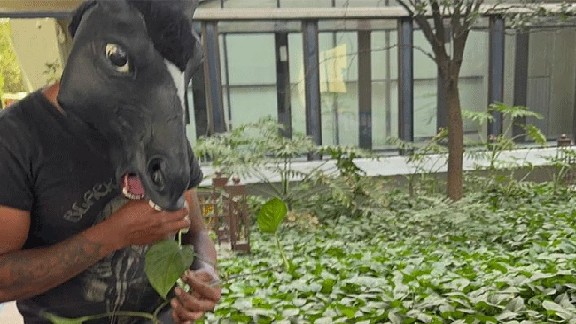 Llegó hoy al Congreso local acompañando a un abogado que presentó una propuesta de iniciativa de la llamada Ley Therian.