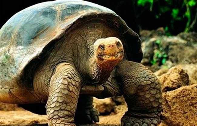 Tras cuarentena y microchip, liberan 158 tortugas en terrenos volcánicos de difícil acceso