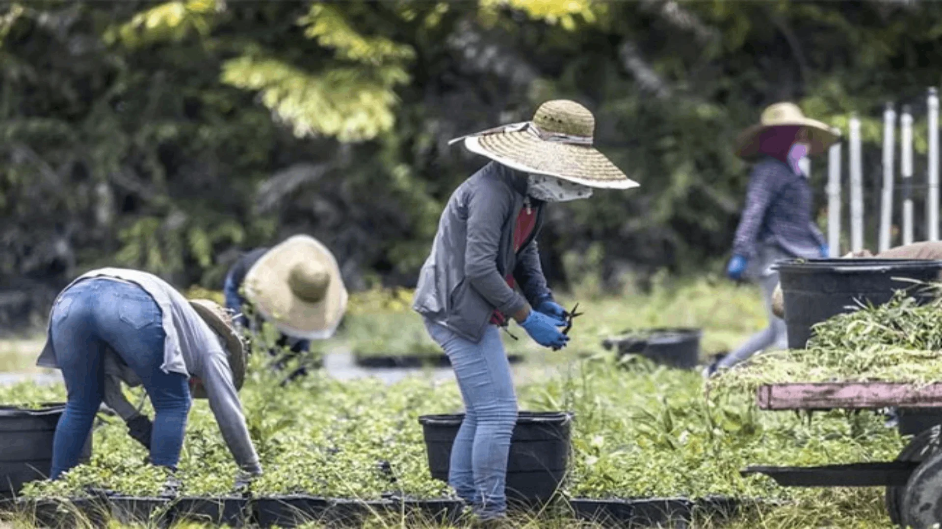 La investigación del Departamento de Trabajo reveló que, al sentirse descubiertos, los acusados intentaron manipular a las víctimas.