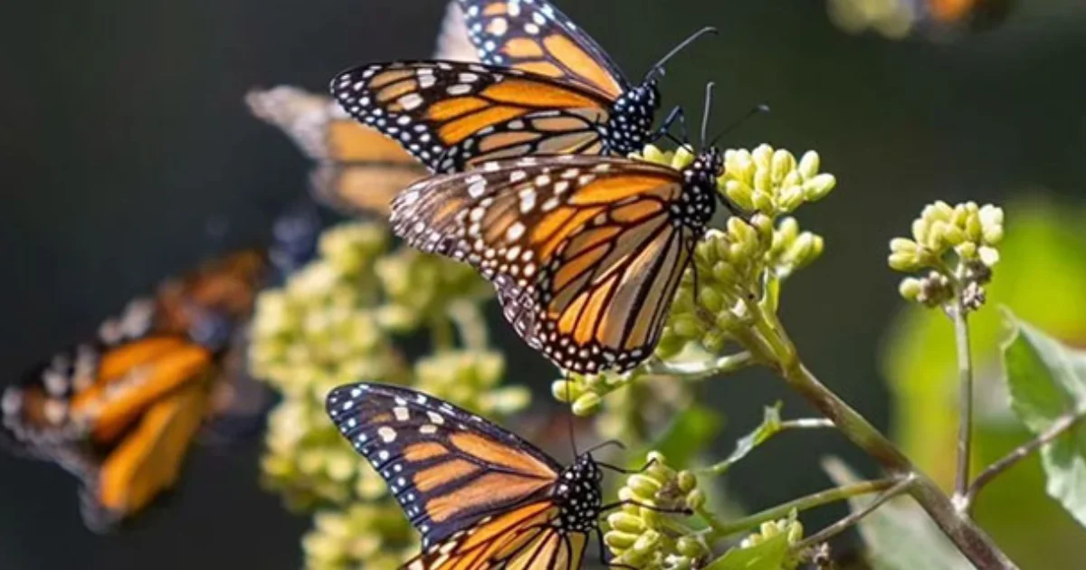 El Gobierno de Michoacán atribuyó el avance a estrategias como el sistema Guardián Forestal, denuncias oportunas y amplias jornadas de reforestación.