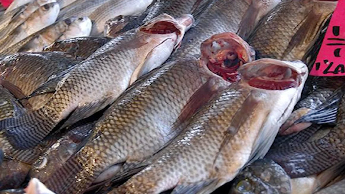 Se envían al laboratorio estatal, en Saltillo, para comprobar un buen estado para su venta, informó Ernesto Morales Iglesias, jefe del mencionado departamento