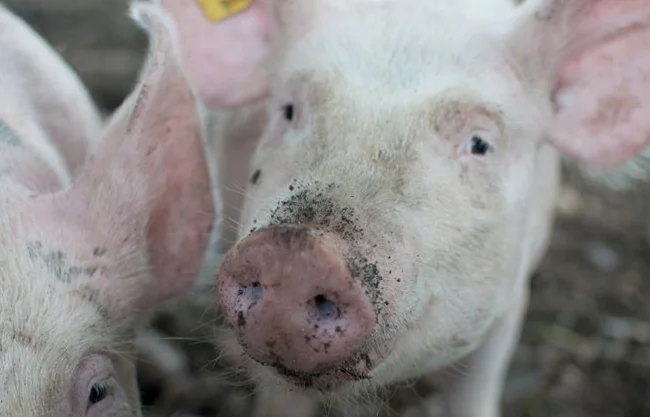 Brian Bennington, jefe del Departamento de Bomberos de Central Townships, comunicó que el fuego se intensificó por ráfagas de viento de hasta 56 km.
