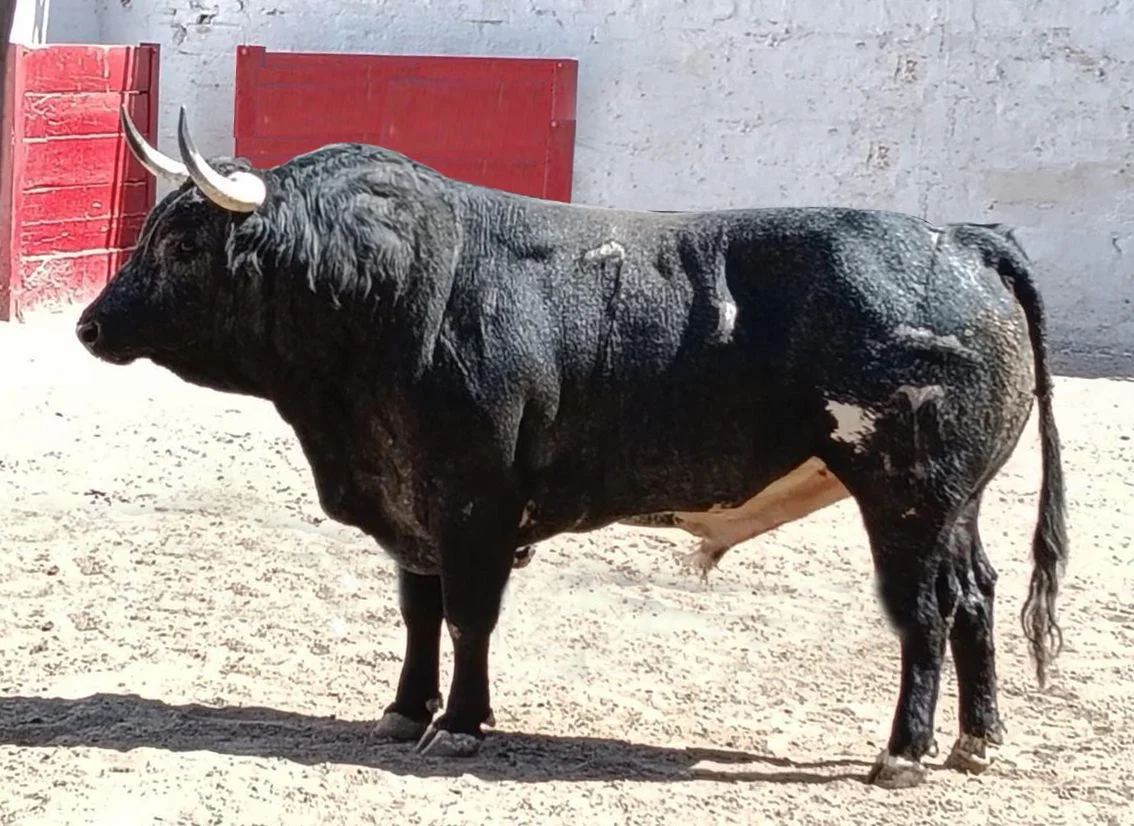 Tiene un peso promedio de 492 kilos