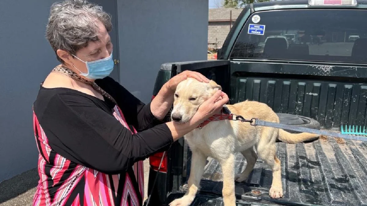 El programa busca reducir la sobrepoblación y fomentar la tenencia responsable