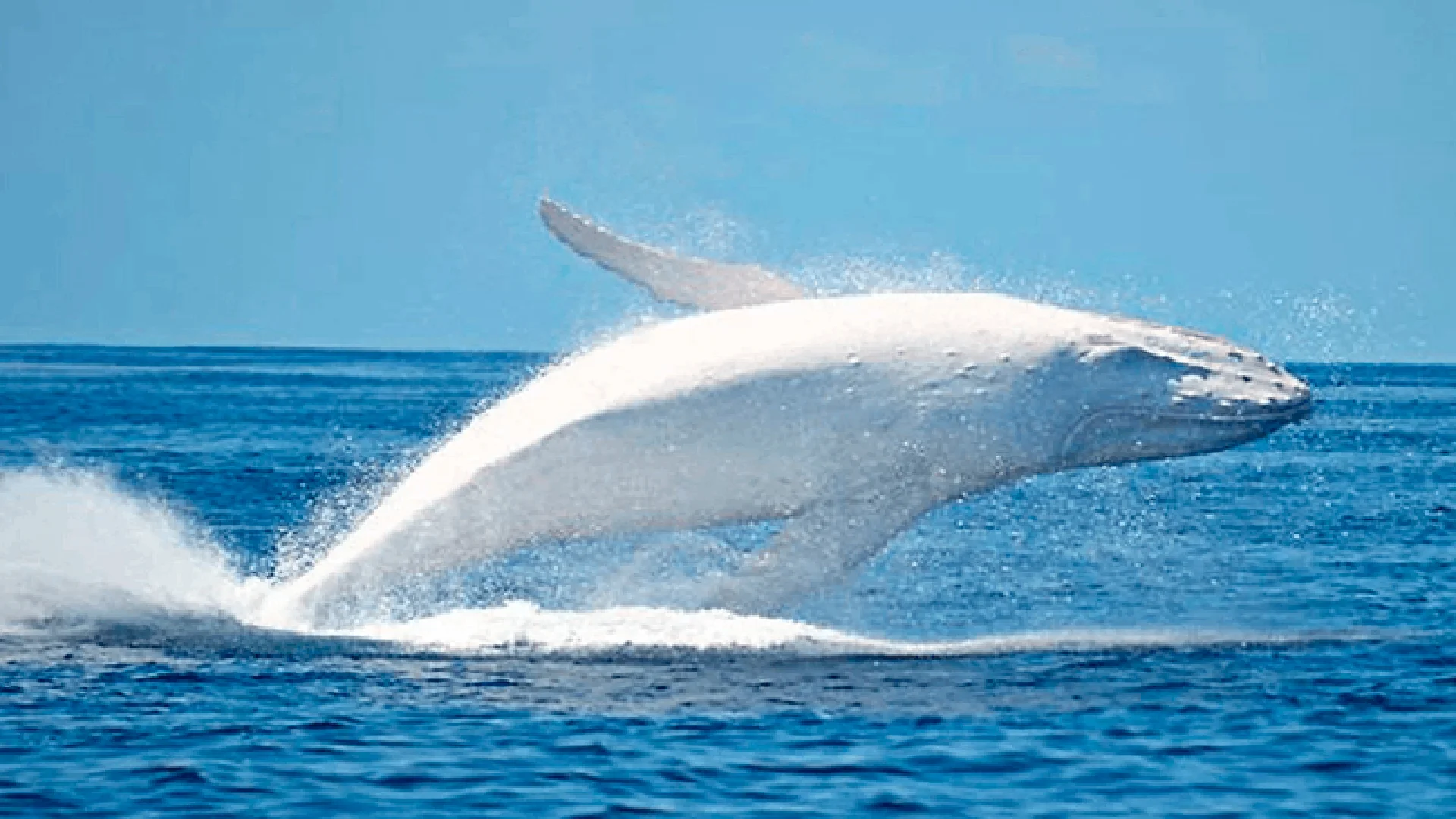 Como ‘Moby Dick’, avistan a ballena azul con albinismo en Baja California Sur