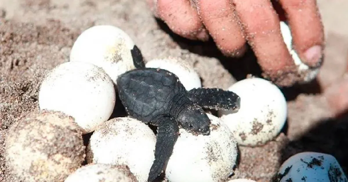 Casi 6 mil huevos de tortuga golfina son protegidos por Semar