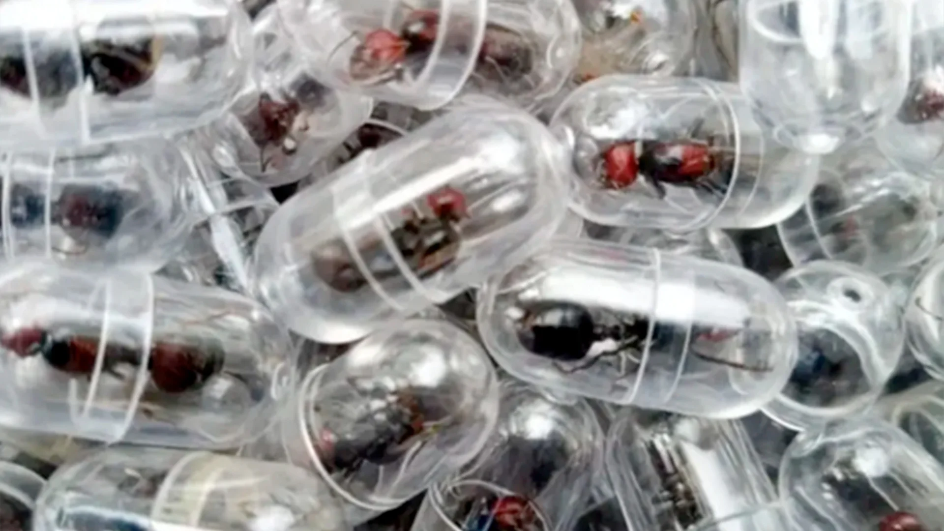 Detienen en Kenia a chino con más de 2 mil hormigas reina ocultas en su equipaje