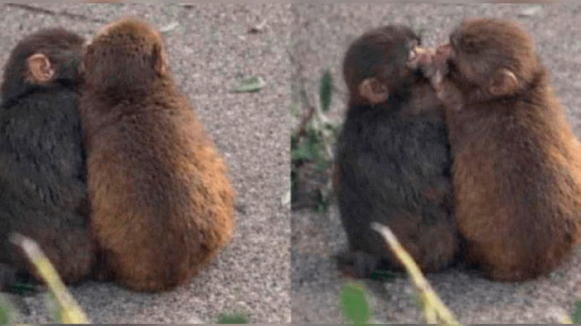 El macaco ‘Punch’ encontró el amor con Aiko