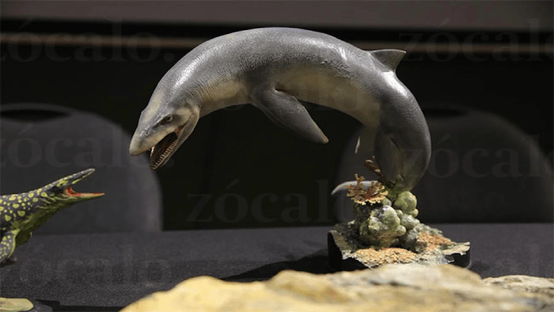 En edad adulta llegaba a medir de 5 a 6 metros de largo, era el ágil nadador y depredador de presas grandes y resistente.