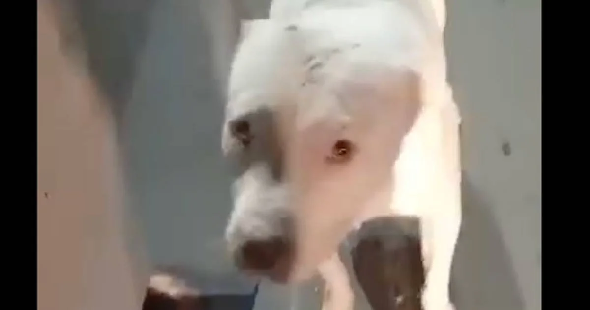 Rescatan a perrito en riesgo sobre el bulevar Fundadores de Saltillo