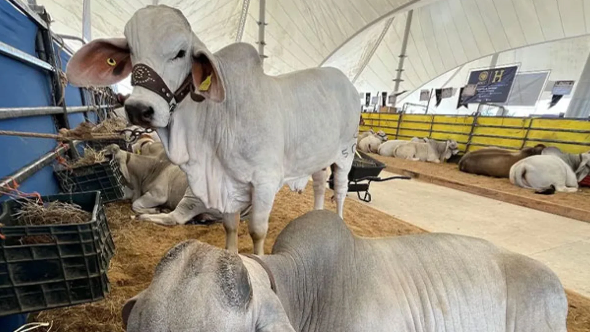 Sector ganadero nacional acelera recuperación de mil mdd tras gusano barrenador