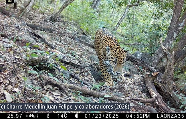 Captan por primera vez a un jaguar en Guanajuato