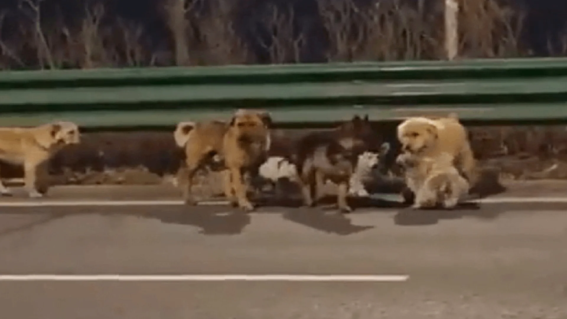 Perros escapan del camión de la muerte y regresan a casa guiados por un Corgi