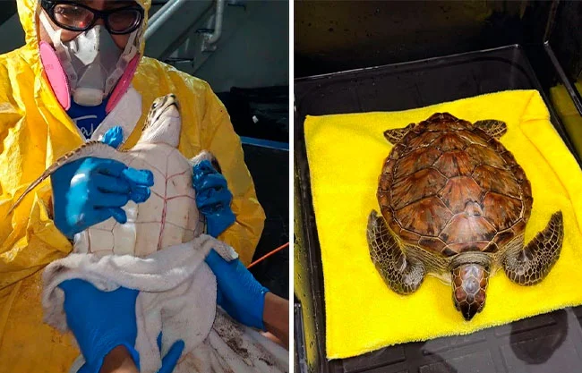 Rescatan a tortuga marina cubierta de chapopote en la Riviera Veracruzana