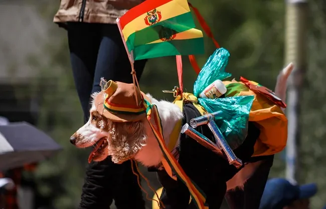 La ‘Pasarela Guau’, un homenaje de la Policía de Bolivia a los agentes caninos y mascotas